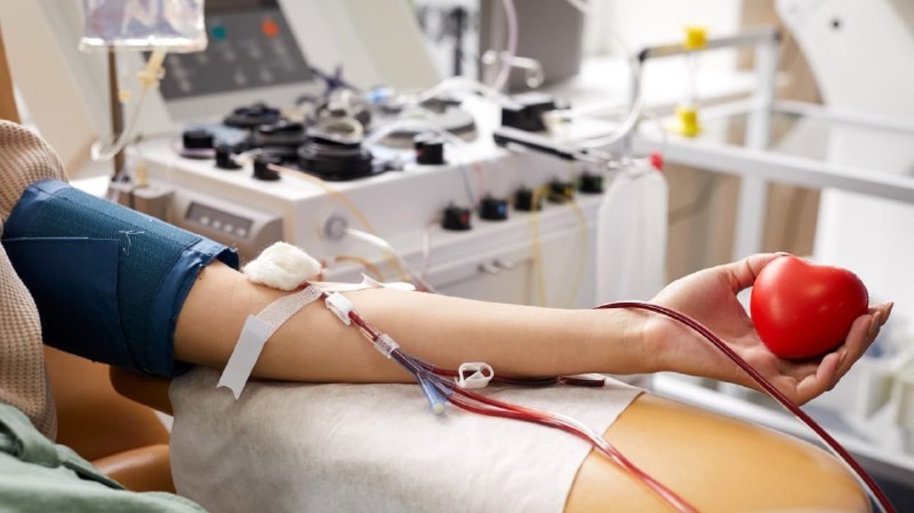 «Кровная честь»: как стать донором крови и плазмы в России 