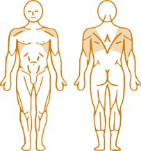 Мышцы, нагружаемые при работе на пневматическом тренажере Pull Down Enraf Nonius Мышцы, нагружаемые при работе на пневматическом тренажере Pull Down Enraf Nonius