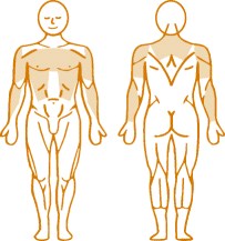 Мышцы, нагружаемые при работе на пневматическом тренажере Triceps Dips Enraf Nonius Мышцы, нагружаемые при работе на пневматическом тренажере Triceps Dips Enraf Nonius