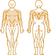 Мышцы, нагружаемые при работе на пневматическом тренажере Chest Press Enraf Nonius Мышцы, нагружаемые при работе на пневматическом тренажере Chest Press Enraf Nonius