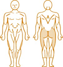 Мышцы, нагружаемые при работе на пневматическом тренажере Leg Press Enraf Nonius Мышцы, нагружаемые при работе на пневматическом тренажере Leg Press Enraf Nonius
