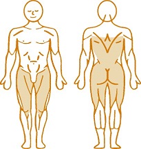 Мышцы, нагружаемые при работе на пневматическом тренажере Total Hip Enraf Nonius Мышцы, нагружаемые при работе на пневматическом тренажере Total Hip Enraf Nonius
