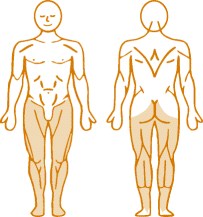 Мышцы, нагружаемые при работе на пневматическом тренажере Leg Extension Enraf Nonius Мышцы, нагружаемые при работе на пневматическом тренажере Leg Extension Enraf Nonius