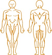 Мышцы, нагружаемые при работе на пневматическом тренажере Adduction Enraf Nonius Мышцы, нагружаемые при работе на пневматическом тренажере Adduction Dips Enraf Nonius