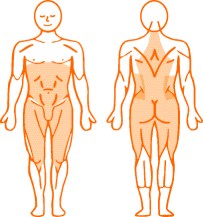 Мышцы, нагружаемые пневматическим тренажером для спины Rotator Enraf Nonius Мышцы, нагружаемые пневматическим тренажером для спины Rotator Enraf Nonius