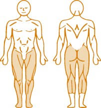 Мышцы, нагружаемые при работе на пневматическом тренажере Squat Enraf Nonius Мышцы, нагружаемые при работе на пневматическом тренажере Squat Enraf Nonius