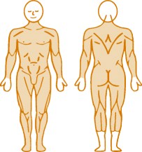 Мышцы, нагружаемые при работе на пневматическом тренажере En-TreeP Enraf Nonius Мышцы, нагружаемые при работе на пневматическом тренажере En-TreeP Enraf Nonius