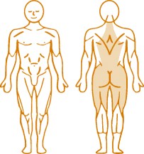 Мышцы, нагружаемые пневматическим тренажером для спины Low Back Enraf Nonius Мышцы, нагружаемые пневматическим тренажером для спины Low Back Enraf Nonius