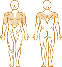 Мышцы, нагружаемые при работе на пневматическом тренажере Sholder Press Enraf Nonius Мышцы, нагружаемые при работе на пневматическом тренажере Sholder Press Enraf Nonius